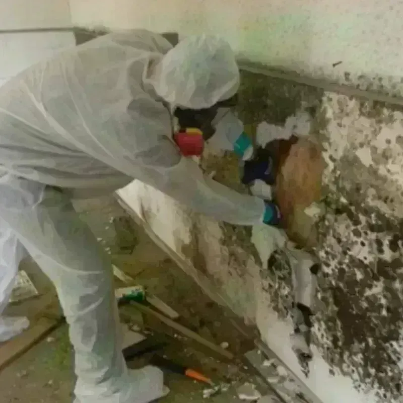 Mold Remediation and Removal in Waverly, NY